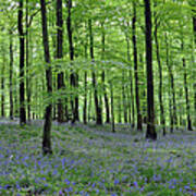 Bluebells In The Forest Poster