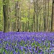 Bluebells Surrey England Uk Poster