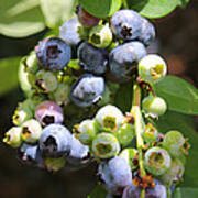 Blueberries On The Vine Vertical Poster