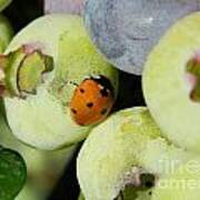 Blueberry Ladybug Poster