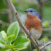 Bluebird In Spring Poster
