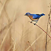 Bluebird Meadow Poster