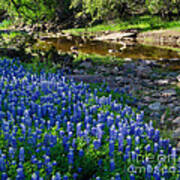 Bluebonnets By The Stream Poster
