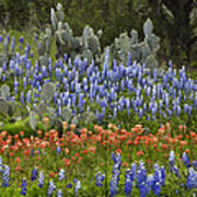 Bluebonnets Paintbrush And Prickly Pear Poster