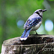 Bluejay Poster