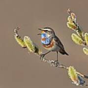 Bluethroat Poster