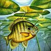 Blugill And Lilypads Poster