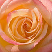 Blushing Rose Poster