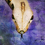 Boa Snake Poster