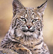 Bobcat Cub Portrait Montana Wildlife Poster