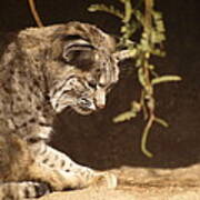 Bobcat Poster