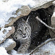 Bobcat Under Rocks In The Snow Poster