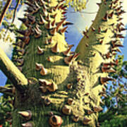Bombacaceae - Floss Silk Tree - Chorisia Speciosa Hawaii Poster