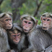 Bonnet Macaques Huddling India Poster
