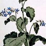 Borage With Blue Flowers Poster