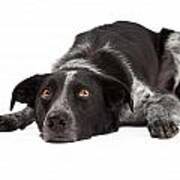 Border Collie Laying Head Down Poster
