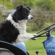Border Collie On Tractor Poster