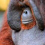 Bornean Orangutan Vi Poster