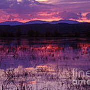 Bosque Sunset - Purple Poster