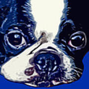 Boston Terrier Pop Art 2 Poster