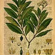 Botanical Print On Old Page 2 Poster