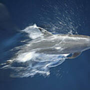 Bottlenose Dolphin Leaping Playfully Poster
