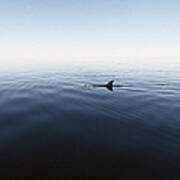 Bottlenose Dolphin Surfacing Shark Bay Poster