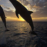 Bottlenose Dolphins Leaping At Sunrise Poster