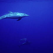 Bottlenosed Dolphin In Blue Poster
