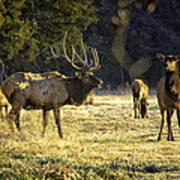 Boxley Stud And Cow Elk Poster