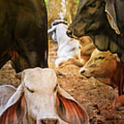 Brahman Cattle Vertical Poster