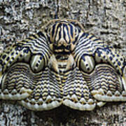 Brahmin Moth Camouflaged Philippines Poster