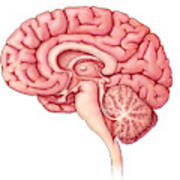 Brain Sagittal Section, Illustration Poster