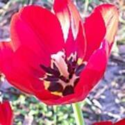 Bright Red Tulip Poster