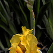 Bright Yellow Irises Poster