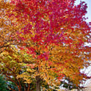 Brilliant Autumn Colors On A Marblehead Street Poster