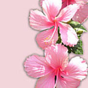 Brilliant Pink Hibiscuses Poster