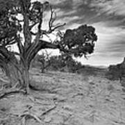 Bristlecone Pine Canyonlands Utah Poster