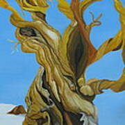 Bristlecone Pine Tree Study #3 Poster