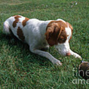 Brittany Spaniel And Box Turtle Poster