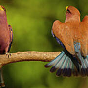 Broad-billed Roller Courtship Poster