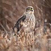 Broad-winged Hawk Poster