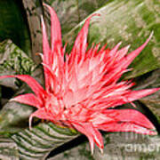 Bromeliad Flower Aechmea Poster