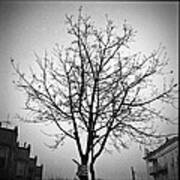 Brooklyn Tree 2012 Poster