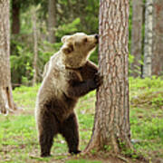 Brown Bear Behind Tree, Taiga Forest Poster