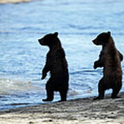 Brown Bear Cubs, Katmai National Park Poster