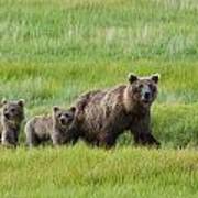 Brown Bear Sow Walks With Her Cubs Poster