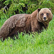Brown Bear Stare Alaska Poster
