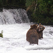 Brown Bears Ursus Arctos Sparing For Poster