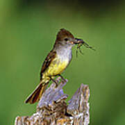 Brown-crested Flycatcher With Spider Poster